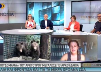 Η “αρκουδομαμά” του αρκτούρου μεγάλωσε 13 αρκουδάκια – Τι λέει στην εκπομπή ‘Επικοινωνία’ της ΕΡΤ3 για την φροντίδα που χρειάζονται τα μικρά ορφανά (Βίντεο)