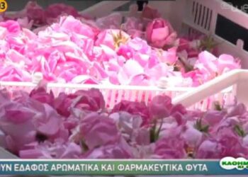 Κερδίζουν έδαφος αρωματικά και φαρμακευτικά φυτά σε Βοΐο Κοζάνης και στην υπόλοιπη Δυτική Μακεδονία – Δείτε το ρεπορτάζ της ΕΡΤ3