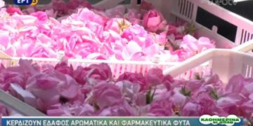 Κερδίζουν έδαφος αρωματικά και φαρμακευτικά φυτά σε Βοΐο Κοζάνης και στην υπόλοιπη Δυτική Μακεδονία – Δείτε το ρεπορτάζ της ΕΡΤ3