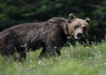 Αρκούδα κάνει βόλτα στην Πτολεμαΐδα – Από τα παραπολιτικά του Παλμού 06/06/2018