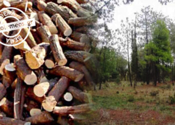 Εορδαία: 526,8 τόνοι ξυλείας για τους κατοίκους της Αναρράχης – Από την υλοτομία του Δημοτικού δάσους