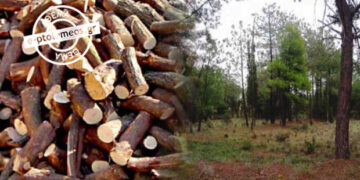 Εορδαία: 526,8 τόνοι ξυλείας για τους κατοίκους της Αναρράχης – Από την υλοτομία του Δημοτικού δάσους