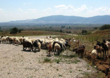 Μειώνεται η εκτροφή αιγοπροβάτων – Αυξάνεται ο αριθμός των βοοειδών