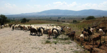 Μειώνεται η εκτροφή αιγοπροβάτων – Αυξάνεται ο αριθμός των βοοειδών