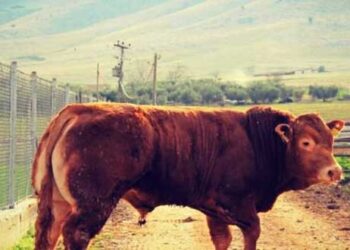 Φορέα για την πιστοποίηση της κόκκινης φυλής ζητούν οι κτηνοτρόφοι της Δυτικής Μακεδονίας