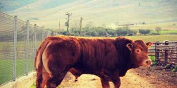 Φορέα για την πιστοποίηση της κόκκινης φυλής ζητούν οι κτηνοτρόφοι της Δυτικής Μακεδονίας