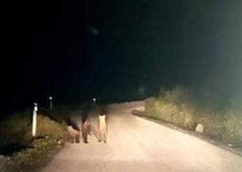 Μία απρόσμενη νυχτερινή συνάντηση – Τρεις μικρές αρκούδες σε δρόμο κοντά στο Μέτσοβο (βίντεο)