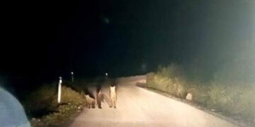 Μία απρόσμενη νυχτερινή συνάντηση – Τρεις μικρές αρκούδες σε δρόμο κοντά στο Μέτσοβο (βίντεο)