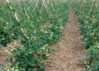 Κοινοβουλευτική παρέμβαση του ΚΚΕ για τα τραγικά αδιέξοδα στην παραδοσιακή καλλιέργεια φασολιών στην Π.Ε.Καστοριάς