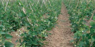 Κοινοβουλευτική παρέμβαση του ΚΚΕ για τα τραγικά αδιέξοδα στην παραδοσιακή καλλιέργεια φασολιών στην Π.Ε.Καστοριάς