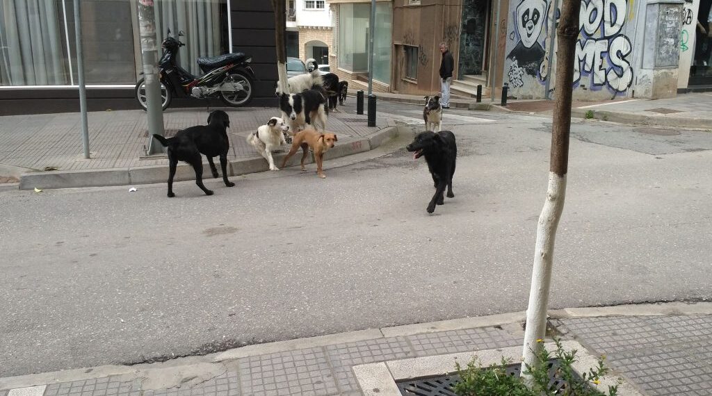 Αγέλη 8 αδέσποτων στο κέντρο της Κοζάνης – Διαμαρτυρία αναγνώστη (φωτογραφίες)