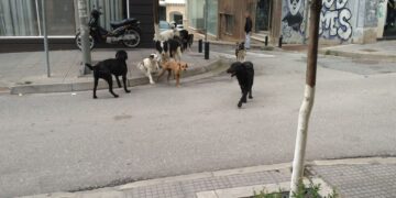 Αγέλη 8 αδέσποτων στο κέντρο της Κοζάνης – Διαμαρτυρία αναγνώστη (φωτογραφίες)