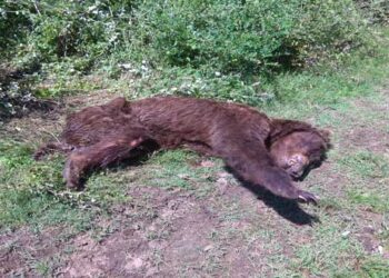 Ηλικιωμένη αρκούδα πέθανε στην Πολυκάρπη Καστοριάς από φυσικά αίτια