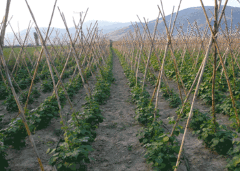 Καστοριά: Σε αδιέξοδο οι παραγωγοί φασολιών