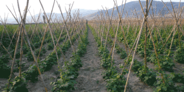 Καστοριά: Σε αδιέξοδο οι παραγωγοί φασολιών