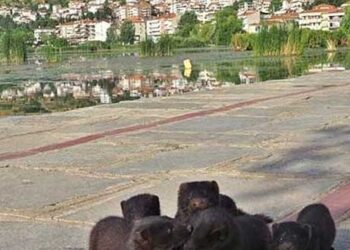 Δ. Μακεδονία: Λήψη μέτρων για τον περιορισμό των μινγκ στο οικοσύστημα της