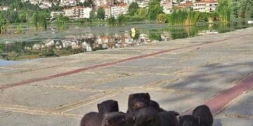 Δ. Μακεδονία: Λήψη μέτρων για τον περιορισμό των μινγκ στο οικοσύστημα της