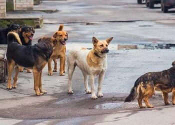 Επίθεση αδέσποτων σε 8χρονο παιδί στα «Κρεβατάκια» Κοζάνης – Ανησυχία από γονείς
