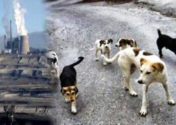 Αγέλες αδέσποτων σε σταθμούς και ορυχεία της ΔΕΗ – Πρόγραμμα περισυλλογής σκυλιών ξεκίνησε στον ΑΗΣ Αγίου Δημητρίου