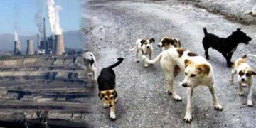 Αγέλες αδέσποτων σε σταθμούς και ορυχεία της ΔΕΗ – Πρόγραμμα περισυλλογής σκυλιών ξεκίνησε στον ΑΗΣ Αγίου Δημητρίου