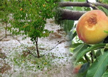 Καταβάλλονται σήμερα οι ενισχύσεις των πληγέντων ροδακινοπαραγωγών του Ιουλίου του 2017 (Μέσω ΟΠΕΚΕΠΕ)