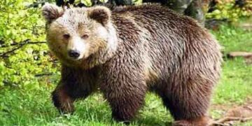 Νεκρή αρκούδα στο Βροντερό Πρεσπών