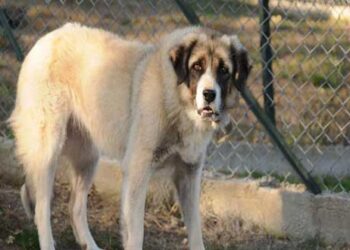 Πέθανε η Λέαινα, ο γηραιότερος ελληνικός ποιμενικός του ΑΡΚΤΟΥΡΟΥ