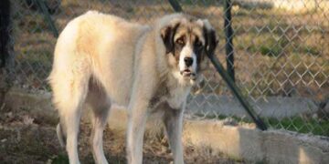 Πέθανε η Λέαινα, ο γηραιότερος ελληνικός ποιμενικός του ΑΡΚΤΟΥΡΟΥ