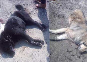 Νεκρά ζώα από φόλες στην Πτολεμαΐδα  – Αυτή τη φορά στην ΑΕΒΑΛ