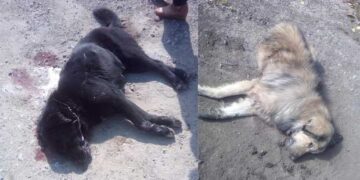 Νεκρά ζώα από φόλες στην Πτολεμαΐδα  – Αυτή τη φορά στην ΑΕΒΑΛ