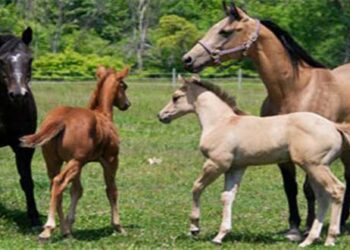 Σε ποιες ενέργειες έχετε προβεί για να προστατευτεί το ζωικό κεφάλαιο της Φλώρινας από τον ιό του Δυτικού Νείλου – Ερώτηση του Γ. Αντωνιάδη Προς τον Υπουργό