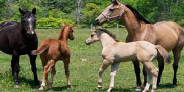 Κρούσμα πυρετού του Δυτικού Νείλου σε άλογο στη Φλώρινα