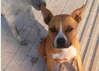 Διήμερο υιοθεσίας σκύλων στο Κυνοκομείο Πτολεμαΐδας