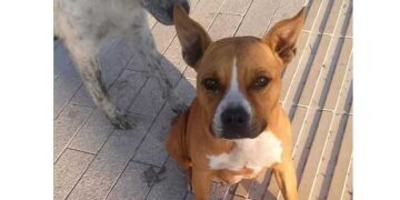 Διήμερο υιοθεσίας σκύλων στο Κυνοκομείο Πτολεμαΐδας