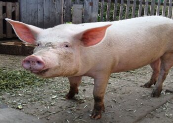 Το Τμήμα Κτηνιατρικής Κοζάνης ενημερώνει ότι επιβεβαιώθηκε εστία  Αφρικανικής Πανώλους των Χοίρων 