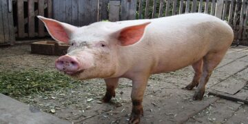 Το Τμήμα Κτηνιατρικής Κοζάνης ενημερώνει ότι επιβεβαιώθηκε εστία  Αφρικανικής Πανώλους των Χοίρων 