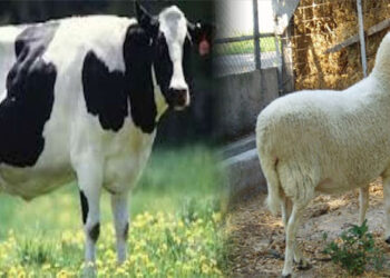 Πρόγραμμα επιτήρησης και λήψης μέτρων για την προστασία του κτηνοτροφικού κεφαλαίου της χώρας από τα εξωτικά νοσήματα