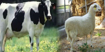 Πρόγραμμα επιτήρησης και λήψης μέτρων για την προστασία του κτηνοτροφικού κεφαλαίου της χώρας από τα εξωτικά νοσήματα