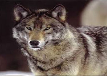 Αναφορές πολιτών για λύκο που κινείται στο «τρίγωνο» Κρόκου – Λευκόβρυσης -Κοζάνης – Πλησίασε τα πρώτα σπίτια της πόλης