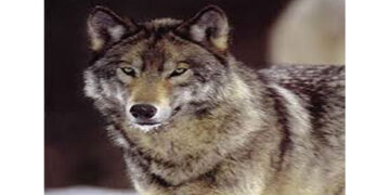 Αναφορές πολιτών για λύκο που κινείται στο «τρίγωνο» Κρόκου – Λευκόβρυσης -Κοζάνης – Πλησίασε τα πρώτα σπίτια της πόλης