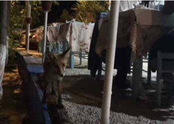 Αλεπουδίτσα στη Χαλκιδική …γευματίζει σε ταβέρνα (βίντεο)