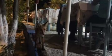 Αλεπουδίτσα στη Χαλκιδική …γευματίζει σε ταβέρνα (βίντεο)