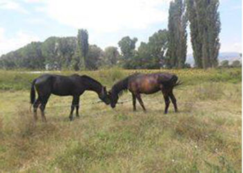 Έκλεψαν άλογα από το Δροσερό Εορδαίας