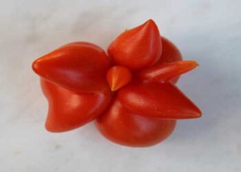 Έργο της φύσης η ντομάτα που βρέθηκε σε κήπο στο Μικρόβαλτο Κοζάνης! (φωτο)