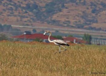 Ένα φλαμίνγκο περαστικό από την Καστοριά