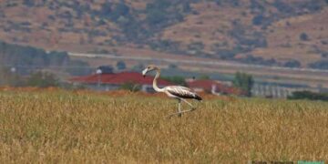 Ένα φλαμίνγκο περαστικό από την Καστοριά