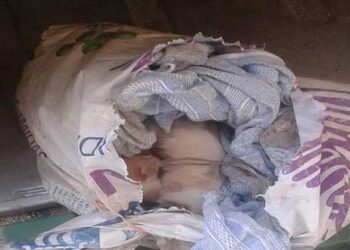 Πτολεμαΐδα: Ασυνείδητος πέταξε στα σκουπίδια νεογέννητα γατάκια κλεισμένα σε σακούλα!