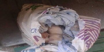 Πτολεμαΐδα: Ασυνείδητος πέταξε στα σκουπίδια νεογέννητα γατάκια κλεισμένα σε σακούλα!