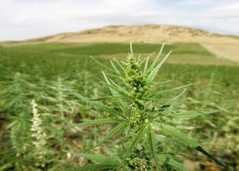 Οι πρώτες επενδύσεις βιομηχανικής κάνναβης σε Κοζάνη και Καστοριά, σε εκτάσεις 60 στρεμμάτων