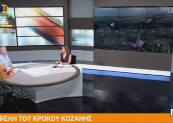 Τα οφέλη του κρόκου Κοζάνης παρουσίασε ο πρόεδρος του Συνεταιρισμού Κροκοπαραγωγών στην ΕΡΤ3 (video)